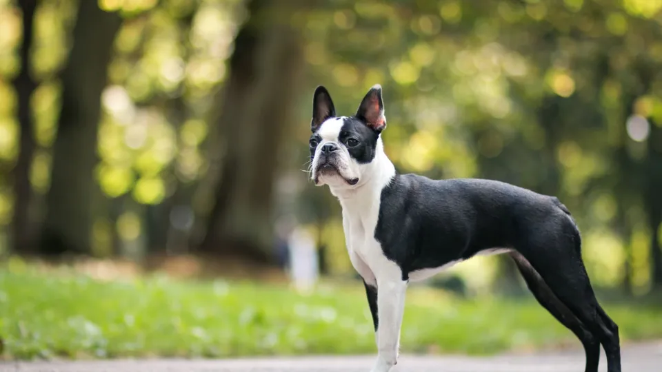 Boston Terrier